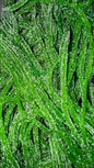 Spaghettis Pomme Sucrées Royal's 100g